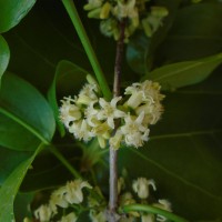 Strychnos potatorum L.f.